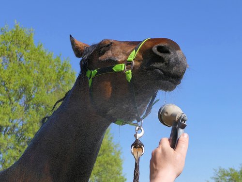 horse  shower  head