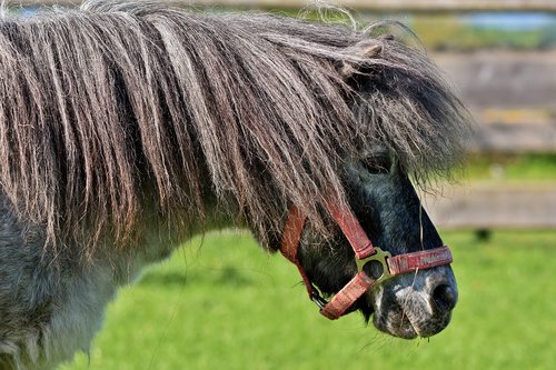 horse  pony  mane