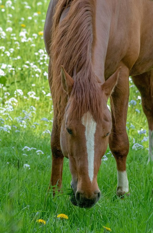 horse  brown  animal