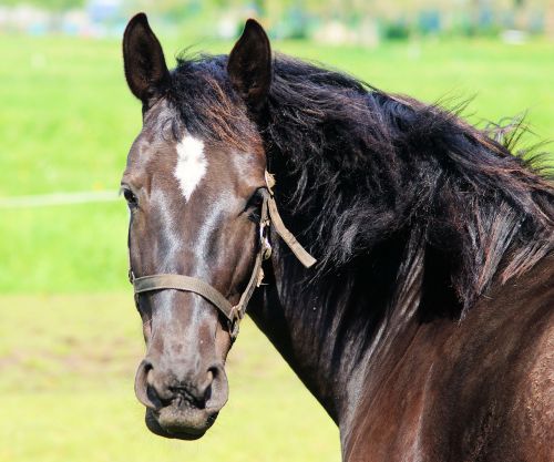 horse horse head eyes