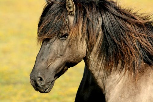 horse nature animals