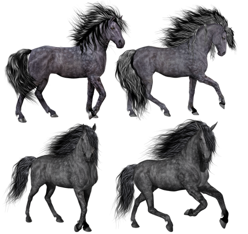 horse  pony  mare