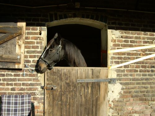 horse box stall