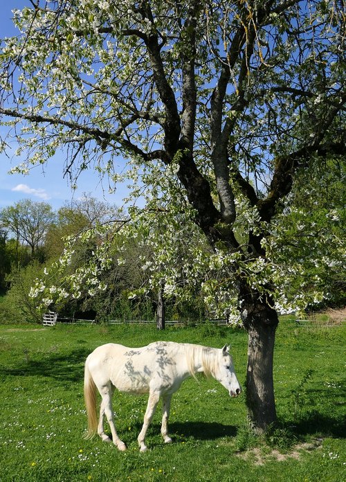 horse  cherry  white