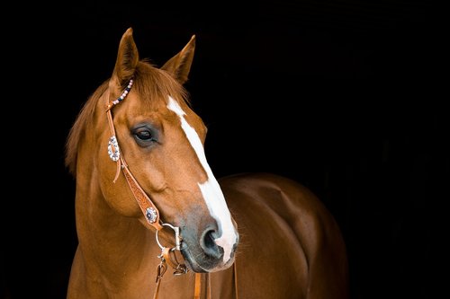 horse  mare  bridle