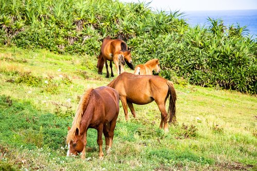 horse  meadow  landscape