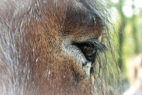 horse  eye  animal