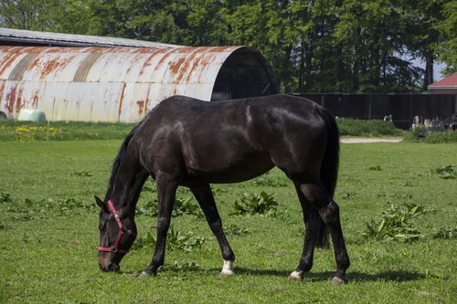 horse  animal  friendship