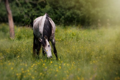 horse  pasture  animal