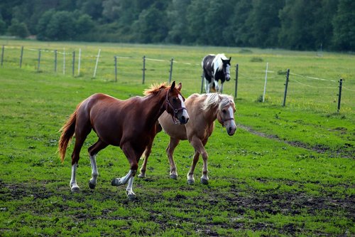 horse  animal  range