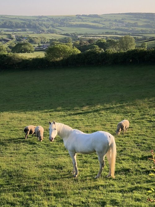 horse  field  sheep