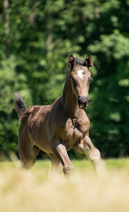 horse  foal  brown