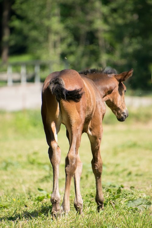 horse  foal  animal