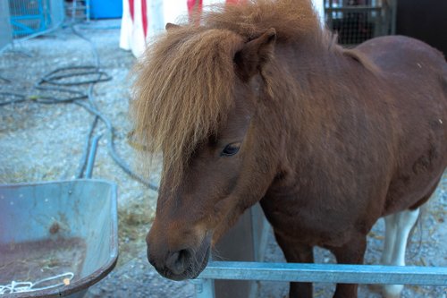 horse  pony  brown