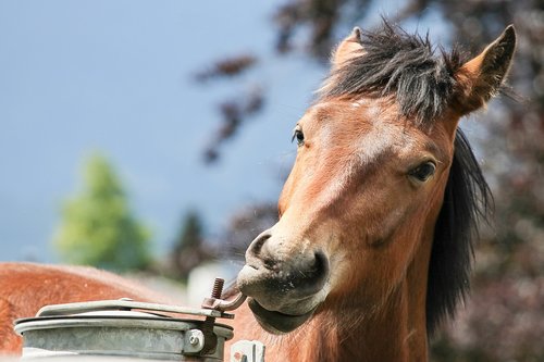 horse  horse head  water tank