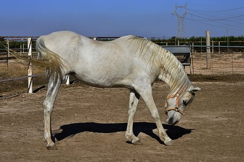 horse  white horse  arabian horse