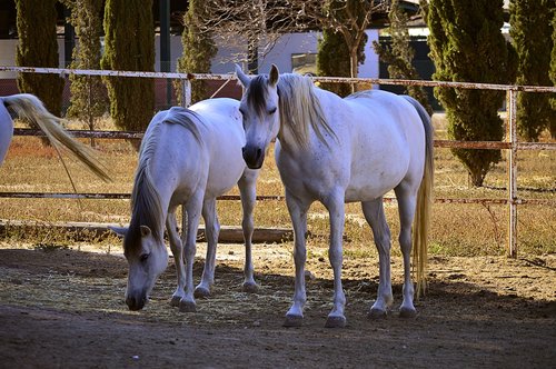 horse  white horse  arabian horses