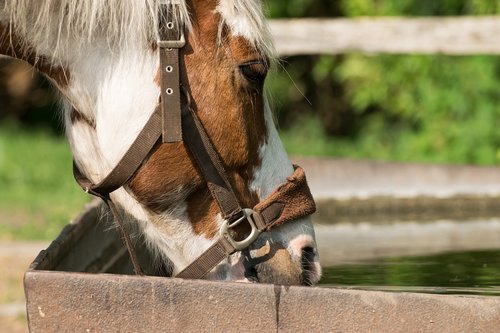 horse  water  potions