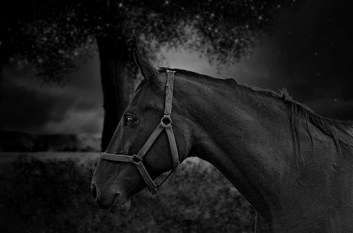horse  portrait  black