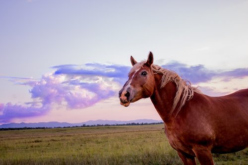 horse  sunset  sun