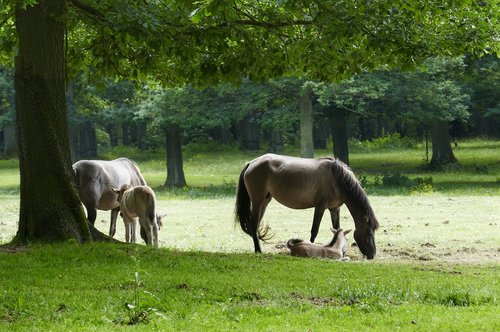 horse  animal  nature