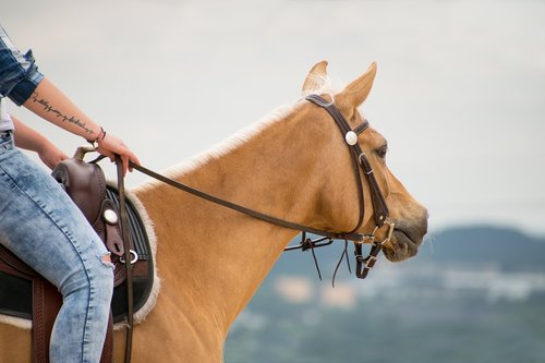 horse  western  ride