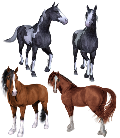horse  horses  mustang