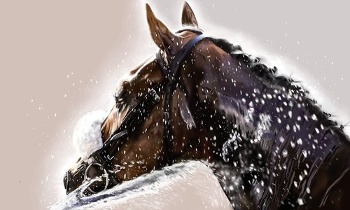 horse  digital art  equestrian