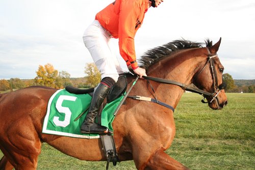 horse  racehorse  sport