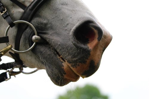 horse  nostrils  animal