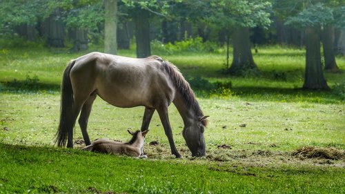 horse  foal  pasture