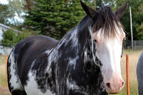 horse  equine  four legged