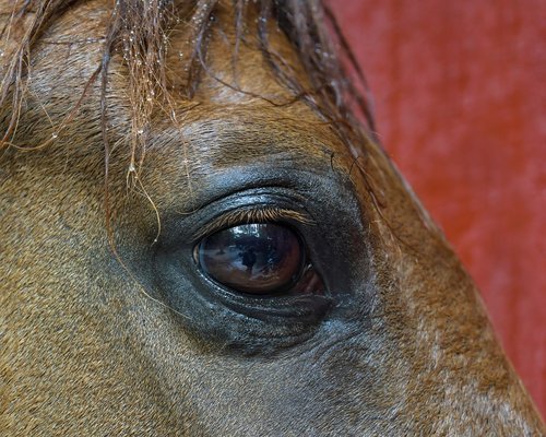 horse  wet  eye