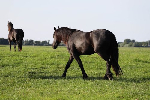 horse  horses  animal