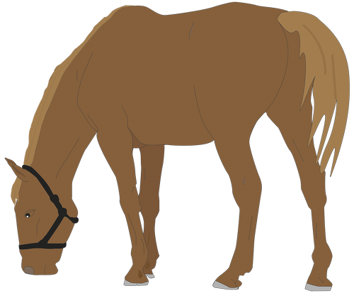 horse  horseback riding  animal