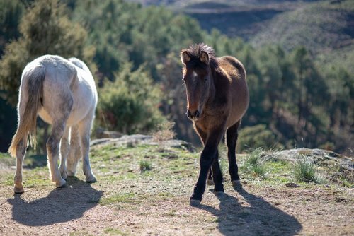 horse  animal  white horse