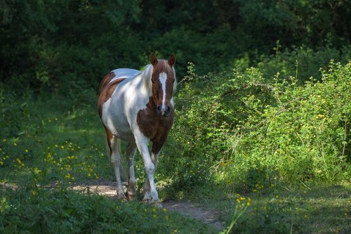 horse  nature  equine