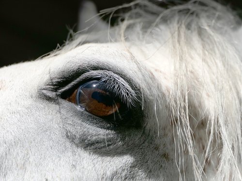horse  eye  portrait