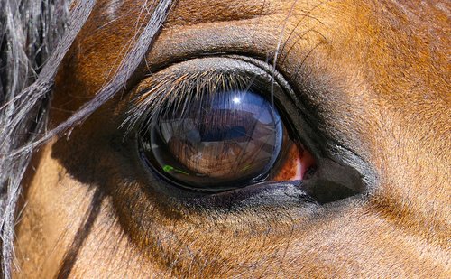 horse  eye  close-up