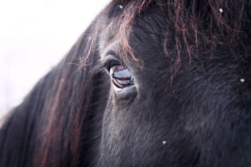 horse head eye