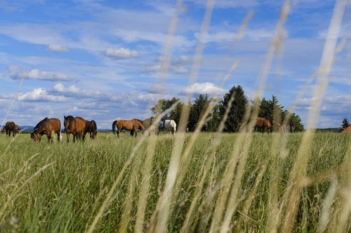 horse  gaul  pasture