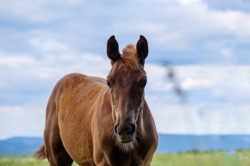 horse  mare  pasture
