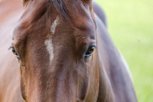 horse  mare  head