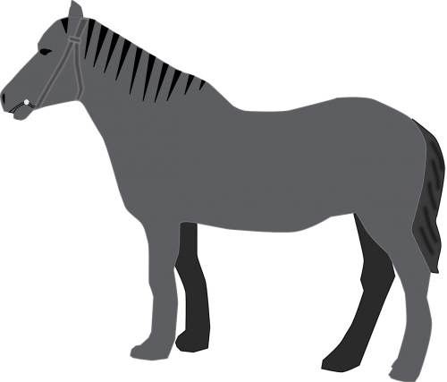 horse grey animal