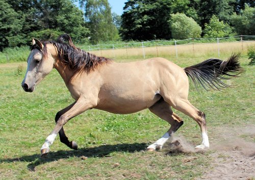 horse  pony  foal