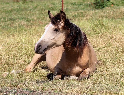 horse  pony  foal