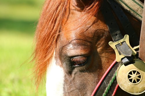 horse  head  detail