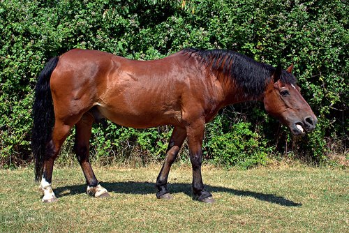 horse  brown  field