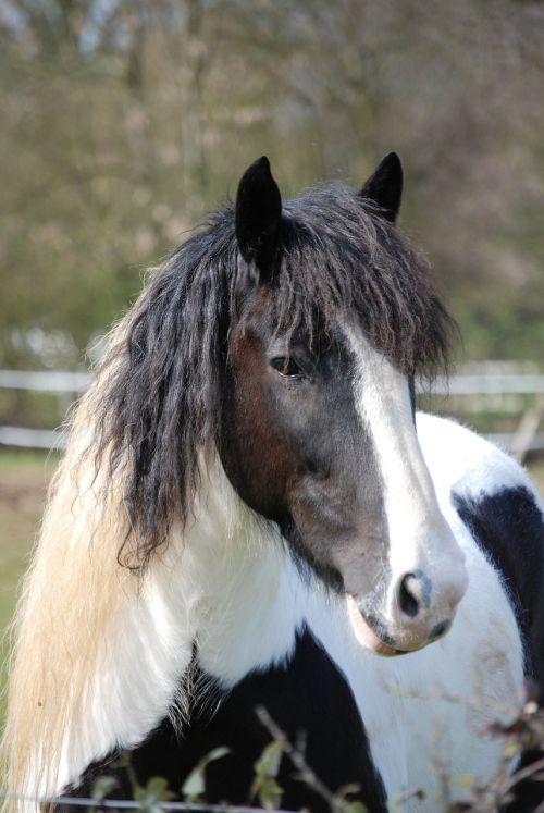 horse horse head countryside