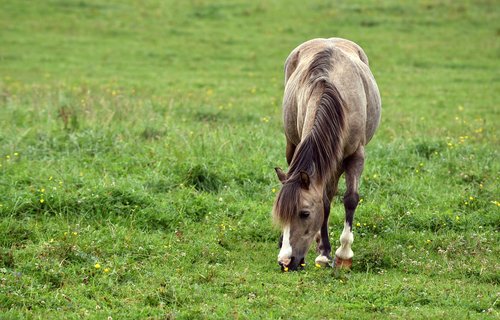 horse  meadow  animal